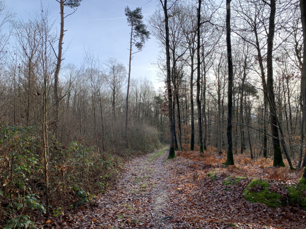 Nous traversons les bois Hédot et Renard pour contourner le bourg du Cormier.