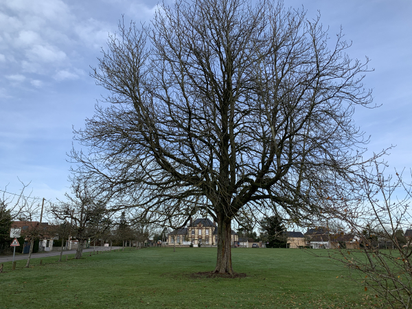 Nous voilà de retour sur la place de la mairie du Cormier. Un cormier y a été planté. C'est un arbre en voie de disparition, qui était cultivé pour ses fruits avant d'être supplanté par les pommiers et les poiriers. Il semblerait que le cormier ne soit pas l'arbre que nous avons photographié... Le cormier se situerait sur la gauche, près de l'arrêt de bus... Celui-ci serait un marronnier... Si quelqu'un en sait plus...