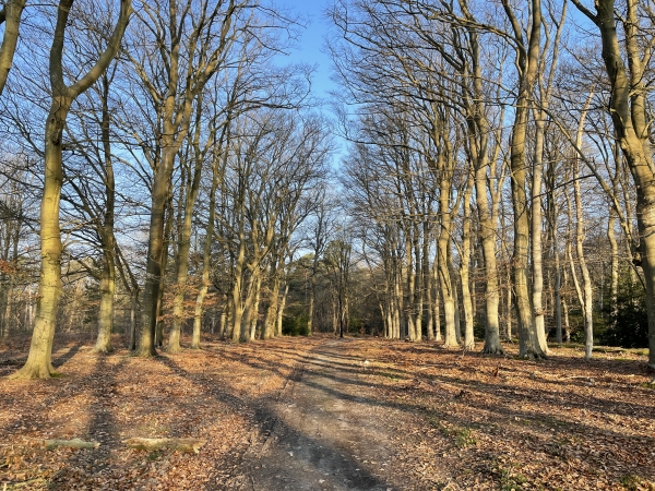 Le chemin s'élargit ici et se borde d'une double rangée de hêtres.