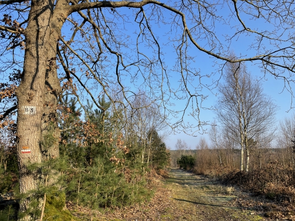 Nous suivons les balises du GR224 RD en forêt domaniale de Montfort.
