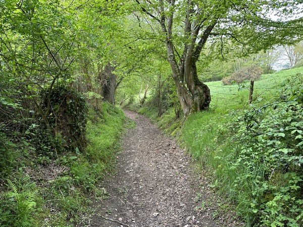 Le chemin, charmant, descend entre les Bois Brûlés et les Coudrettes.