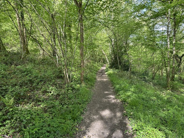 Sur l'autre rive, nous ne marchons pas sur le goudron de la voie verte, mais sur ce chemin parallèle. En ce mois d'avril, l'ail-aux-ours embaume le sous-bois.