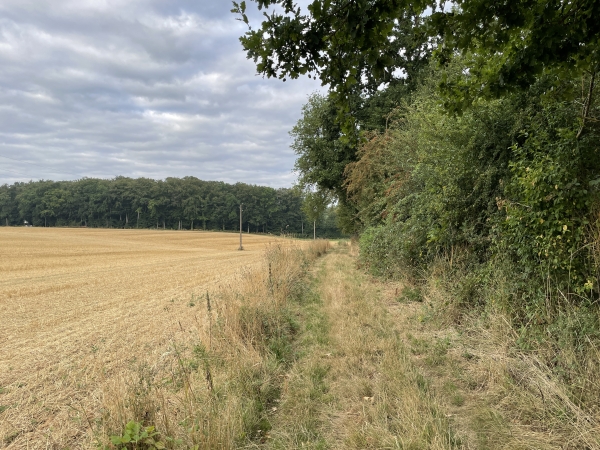 Le chemin nous guide vers le bois de Fourges.