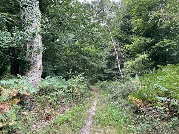 Nous entrons dans le bois de Fourges.