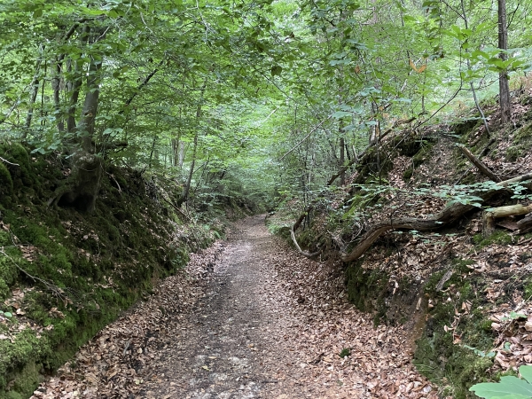 La forêt offre des paysages variés, comme ici avec cet antique chemin creux.