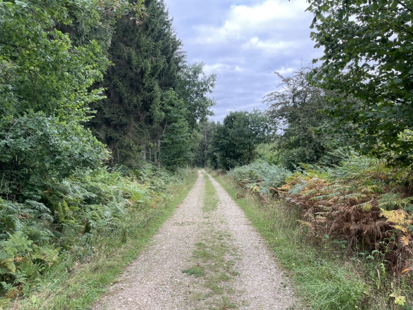 Nous sommes maintenant sur la route forestière du Chêne à la Vierge. Nous avons laissé le balisage violet du circuit des 3 clochers pour profiter de la forêt de Montfort.