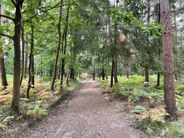 Pinède de pins sylvestres en forêt de Montfort.