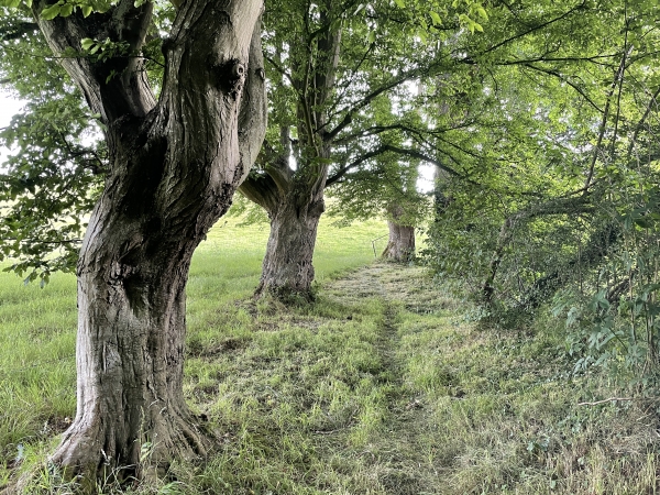 Notre chemin est ici bordé de charmes. Nous sommes toujours sur la commune de Bourneville-Sainte-Croix, dont les chemins sont parfaitement entretenus comme on le voit.