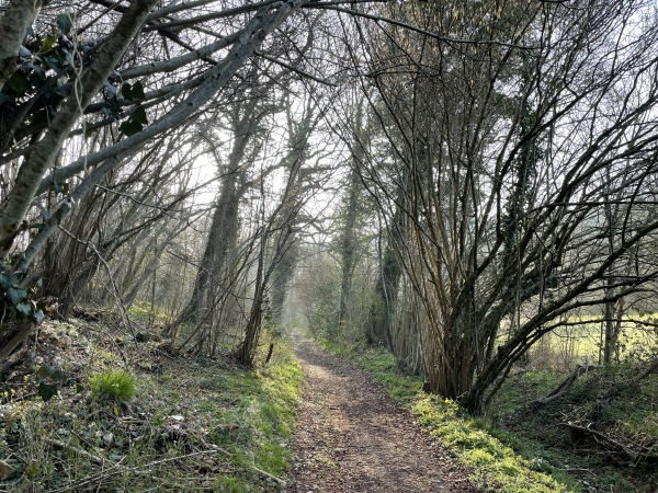 Nous entrons en forêt domaniale de Montfort par l'une de ses pointes du nord, et descendons vers la route forestière du Chêne à la Vierge.