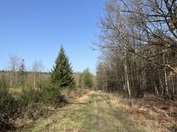Nous sommes maintenant sur l'allée forestière du Rond Fleury. Notre objectif est l'aire du Val Dallet, plusieurs chemins sont possibles.