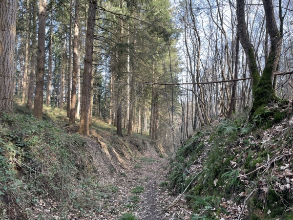 Pour rejoindre le Val Dallet, nous choisissons la version la plus sauvage : ce chemin creux, un peu encombré de branches mortes.
