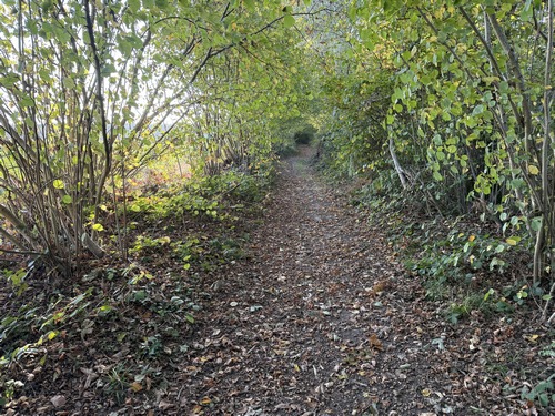 Nous longeons le bois d'Elbeuf par ce chemin de lisière, en direction de la route des Monts.