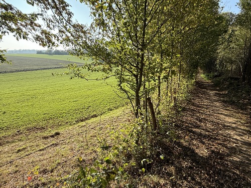 Bois Hapel dans la montée vers le Thuit (regard arrière).