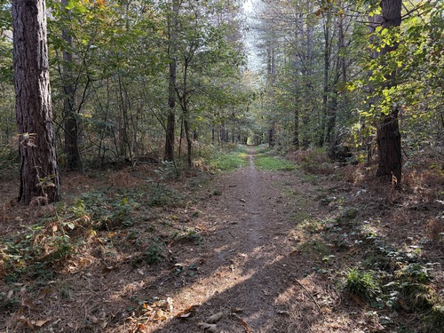 Après le hameau du Thuit, nous entrons dans le bois de Mont Poignant.