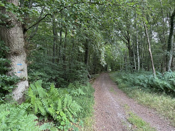 Sur l'autre versant de la Fosse aux Loups, nous traversons le bois de Candos.