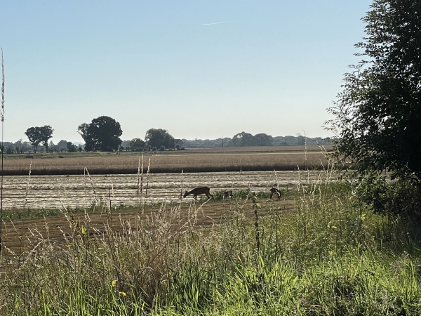 Rue du Lieu Coupeur, nous repérons cette biche accompagnée de ses deux faons parmi le lin couché.