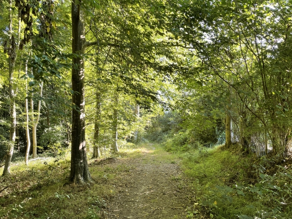 Nous entrons dans le bois d'Avranches, que nous allons parcourir jusqu'à St-Philbert-sur-Risle.