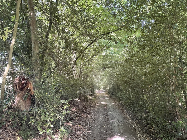 Nous remontons en forêt, dans le bois des Angles cette fois-ci.