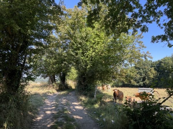 Nous sommes sur le GR224RD qui avance en balcon au-dessus de la vallée de la Risle et de ses étangs. C'est vraiment un passage délicieux qui alterne les paysages des bois et ceux des champs, avec par endroits, des points de vue sur la vallée.