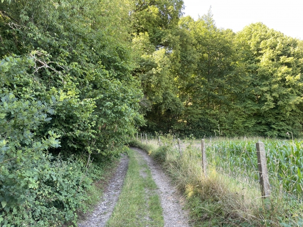 Nous entrons dans le bois du Mont du Lys.