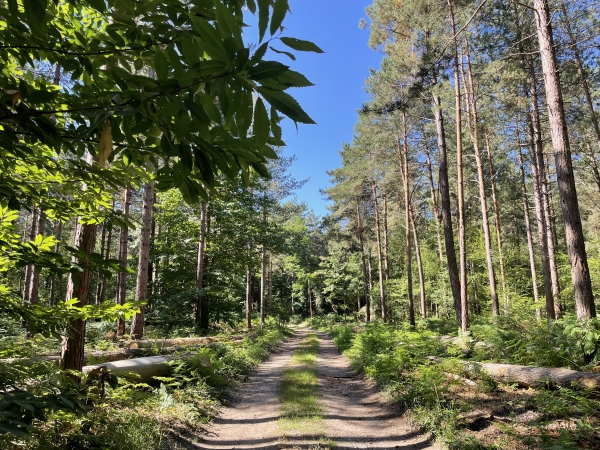 Au sommet, quelques parcelles ont été plantées de résineux.