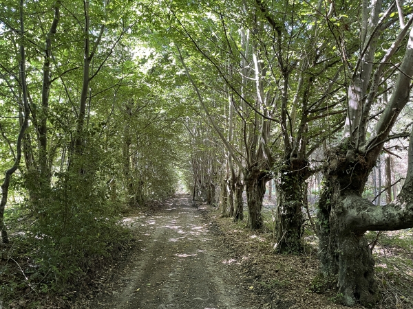 A proximité du hameau du Point-du-Jour, le chemin est bordé d'anciens arbres têtards qui fournissaient aux habitants le bois et le fourrage. Cette technique d'étrognage existait depuis le Néolithique, et n'a cessé que depuis peu.