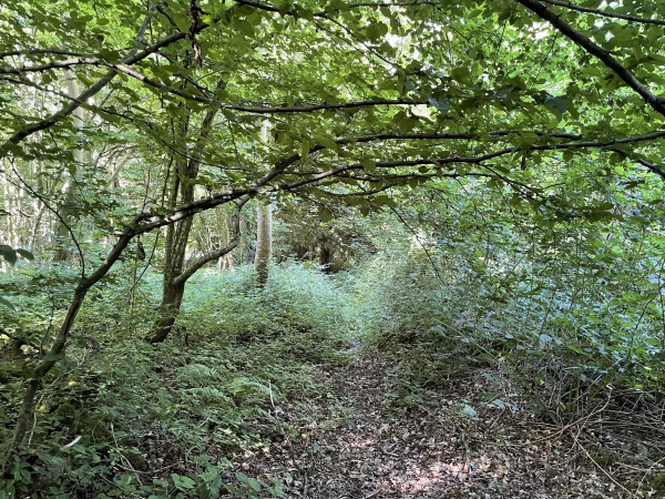 Après la dernière cabane, ça ressemble plus à une coulée qu'à un sentier, mais même en short nous passons facilement.