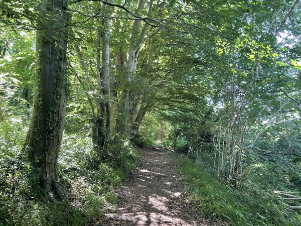 Nous arrivons sur le beau chemin qui descend vers le ruisseau.