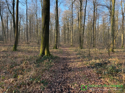 Le chemin continue en Forêt des Coteaux (forêt domaniale de Lyons) en une large allée qui avance entre les hêtres.