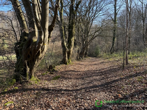 Traversée des bois du Mont Cornet.