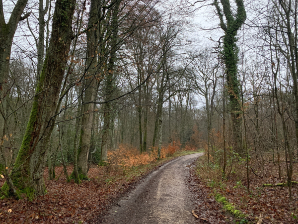 Nous suivons maintenant le chemin forestier du Pré Bourdonné. Les chemins choisis sont au minimum empierrés pour être compatibles avec un hiver pluvieux.