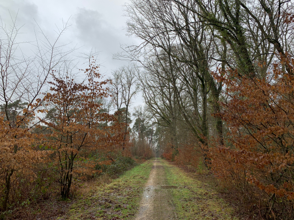 Dernière ligne droite au coeur de la forêt : la route forestière de Bosc-Bénard.