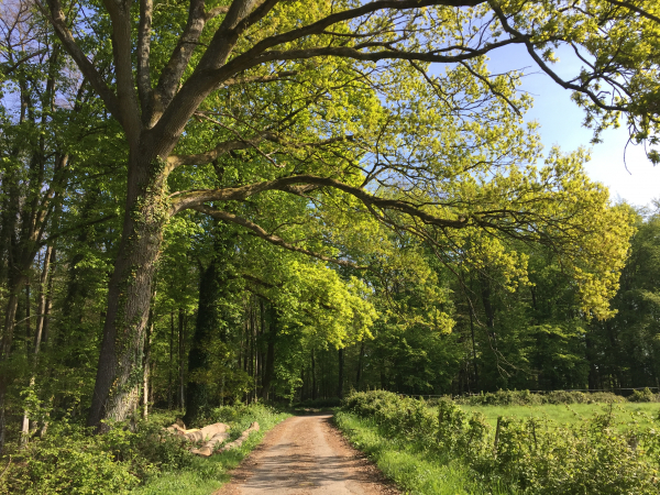En forêt domaniale de Lyons, nous contournons la clairière de la maison forestière de Colmont pour rejoindre la route forestière de Beaunay.