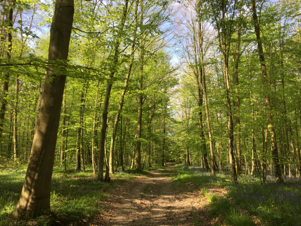 Nous sommes montés au Puits de l'Essart et marchons en direction de la route forestière de Charleval.