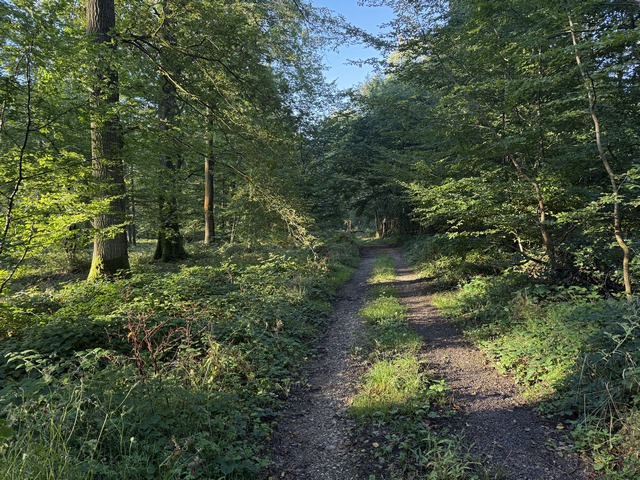 Nous traversons le bois en direction de Saint-Denis-le-Thiboult.