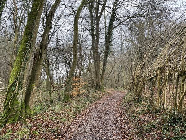 Nous longeons le bois du Vieux Rouen.