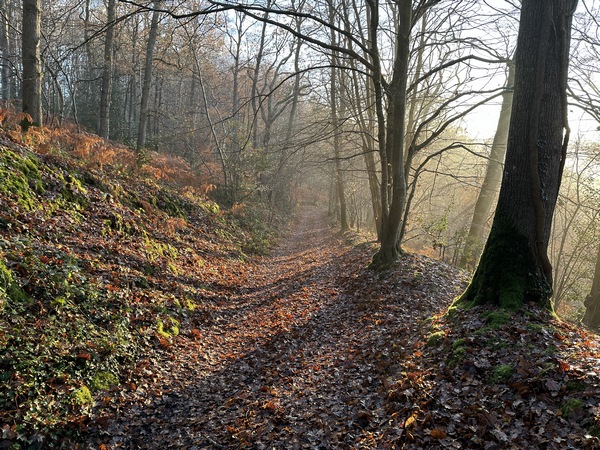 Je quitte le circuit de la Vaquette et descends sur ce chemin qui sépare le bois de Saint-Laurent et celui du But.
