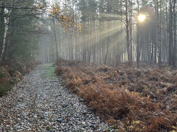 J'ai rejoint le GR224 et traverse le bois de Cany.