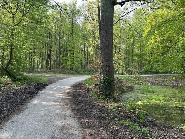 Arrivé au carrefour, je prends à gauche en suivant quelque temps les balises jaunes du Circuit du Plateau.