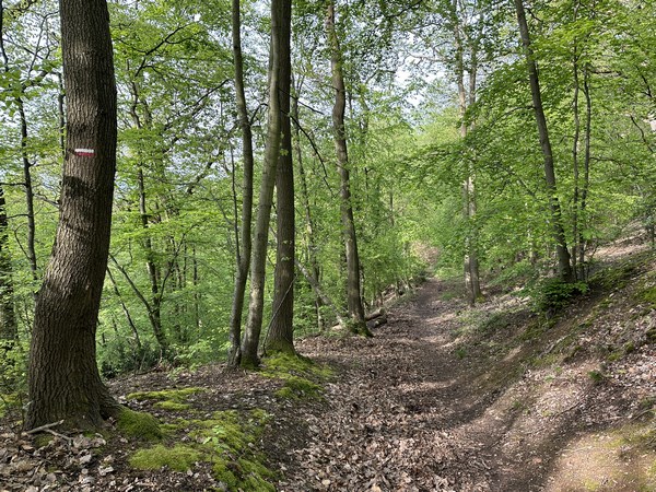 Je suis arrivé sur le GR2 dont on voit les balises à gauche. Ce chemin est aussi celui de l'étape 5 Rouen - Elbeuf du Chemin de Compostelle.
