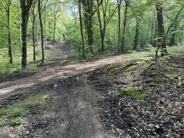 J'arrive sur cette voie forestière que je vais prendre à droite, et que je vais quitter rapidement à gauche.