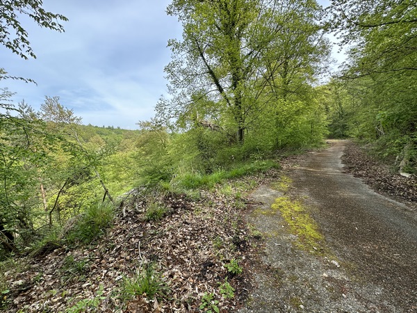 Je marche maintenant sur cette route forestière qui longe le vallon de la D938.