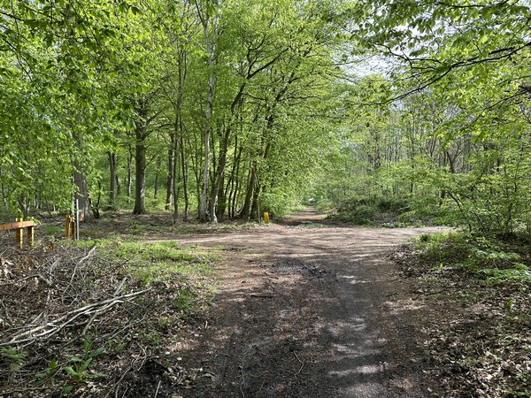 Je vais traverser la route forestière des Roches pour continuer tout droit.