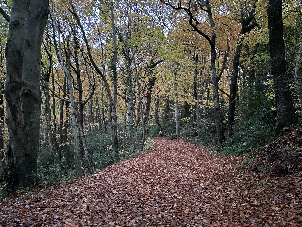Nous montons dans le bois du Breuil, propriété du Conservatoire du Littoral.