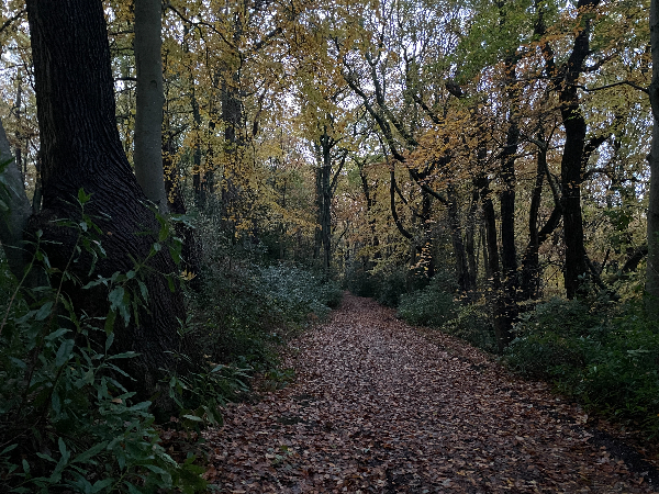 Chemin de Ronde dans le bois du Breuil.