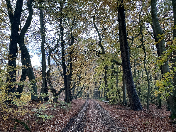 Les troncs des charmes et des hêtres contrastent avec leurs feuillages d'automne.