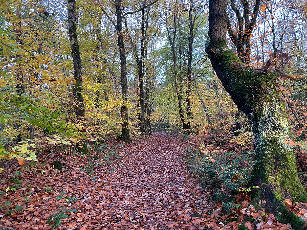 Nous entrons à nouveau dans le Bois du Breuil par le chemin du Bois, sur le GR223.