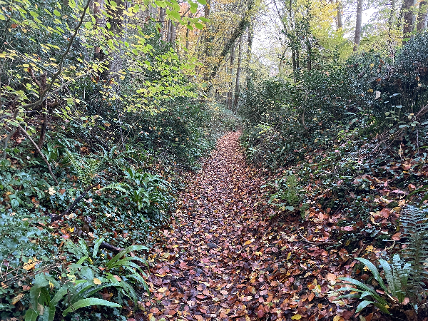 Le chemin de descente est moins large que les précédents, mais tout aussi agréable.