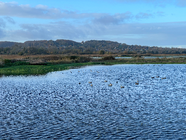 Le chemin est bordé d'étangs. Ce sont pas des canards, mais des leurres. On devine le gabion de chasse en face.
