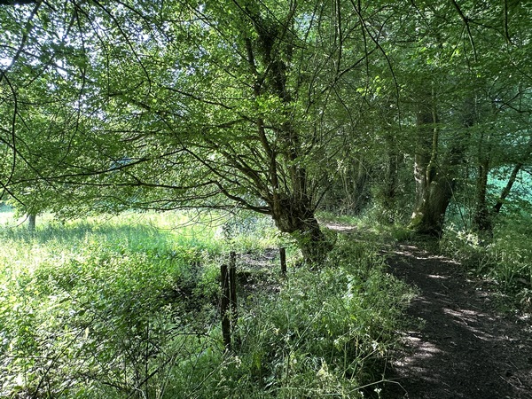 Nous approchons d'un hameau, comme le laissent deviner les anciens arbres têtards. Il s'agit du Hameau aux Viels.